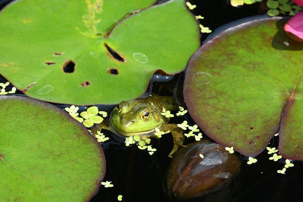 2025-08039878 Tower Hill Botanic Garden, MA.JPG - Green Frog. New England Botanic Garden at Tower Hill, MA, 8-3-2025